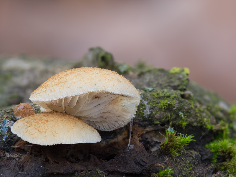 Crepidotus calolepis